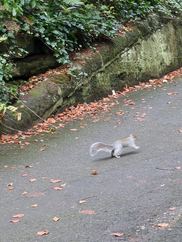 Image of a squirrel at Pittencrieff Park