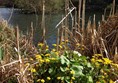 Picture of Blackford Pond