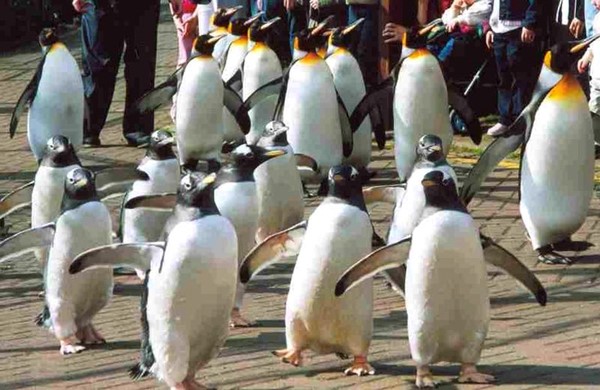 Penguins