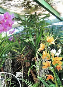 Jardin de Orquideas de Sitio Litre