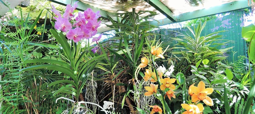 Jardin de Orquideas de Sitio Litre