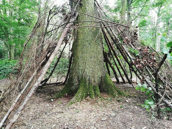 Picture of Attingham Park, Shrewbury