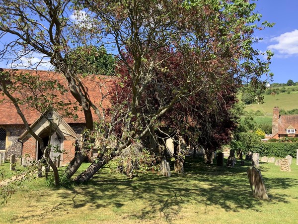 Picture of a tree in a graveyard