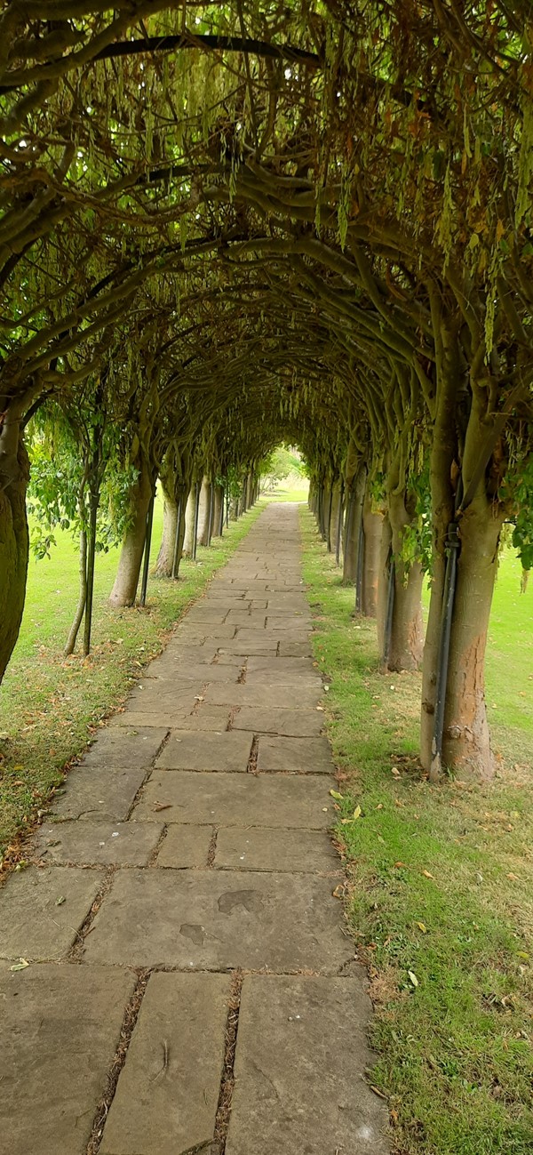 Image of a path through trees