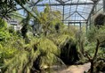 Inside one of the glasshouses and the giant plants