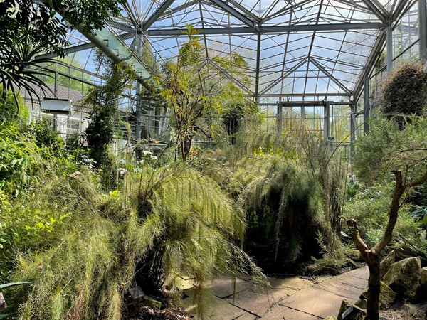 Inside one of the glasshouses and the giant plants