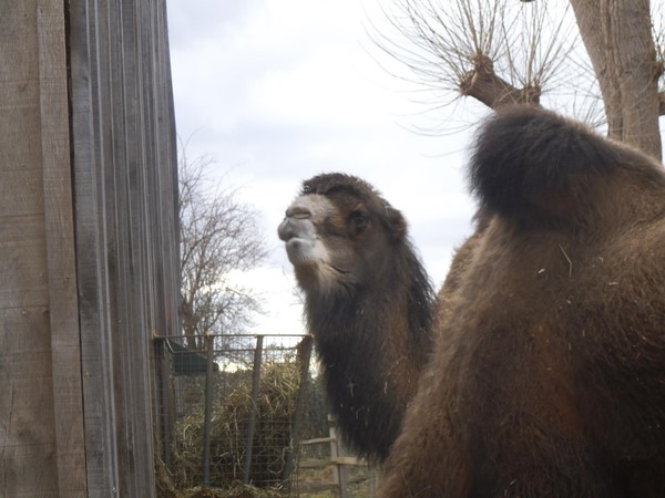 Picture of ZSL London Zoo - No need to get the hump....London Zoo is a great day out on wheels!