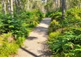 The forest path