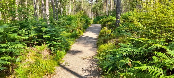 The forest path