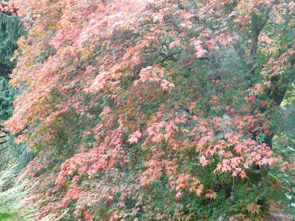 A colourful display in Dawyck Gardens