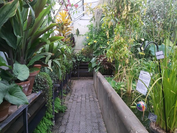 Path through garden