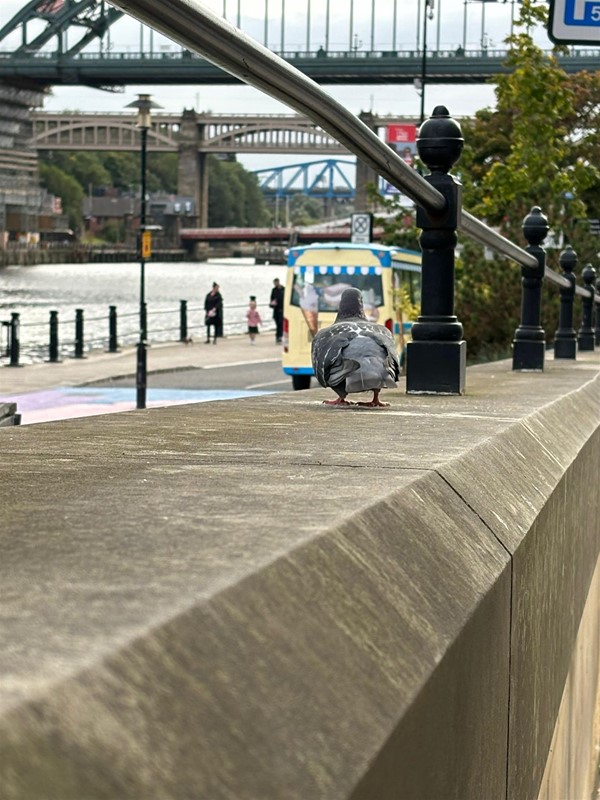 Image of a pigeon on some concrete