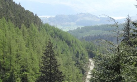 Whinlatter Forest Park