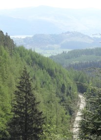 Whinlatter Forest Park