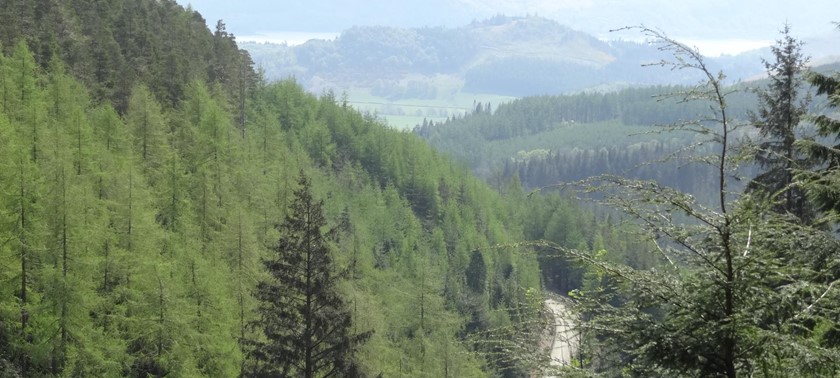 Whinlatter Forest Park