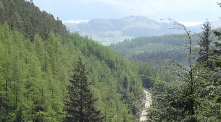 Whinlatter Forest Park