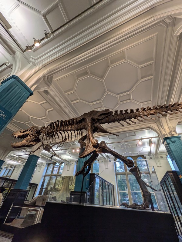 Image of Stan the T-Rex fossil standing proud in the musuem