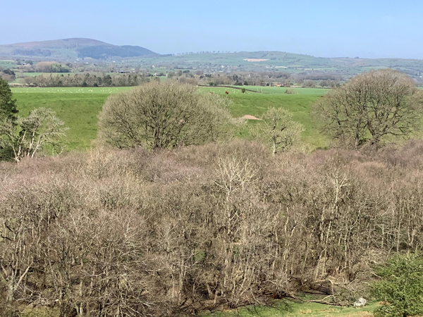 Picture of a wood with hills in the background