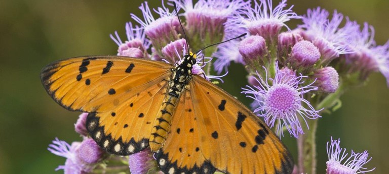 Stratford-upon-Avon Butterfly Farm