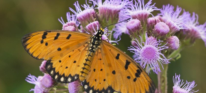 Stratford-upon-Avon Butterfly Farm