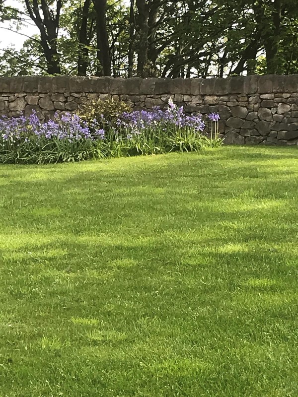 Bluebells at Homelands