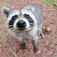 Profile image for Raccoon1993