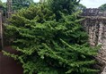 Two yew tress at castle gates.