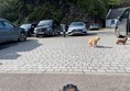 Image of two dogs in a carpark