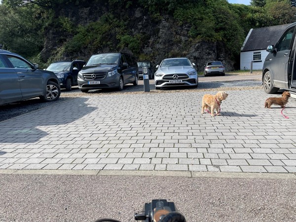 Image of two dogs in a carpark