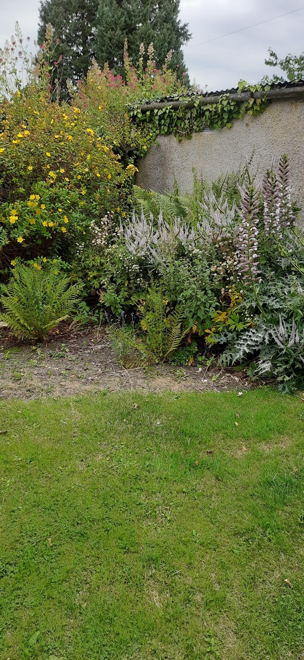 Image of plants against a wall