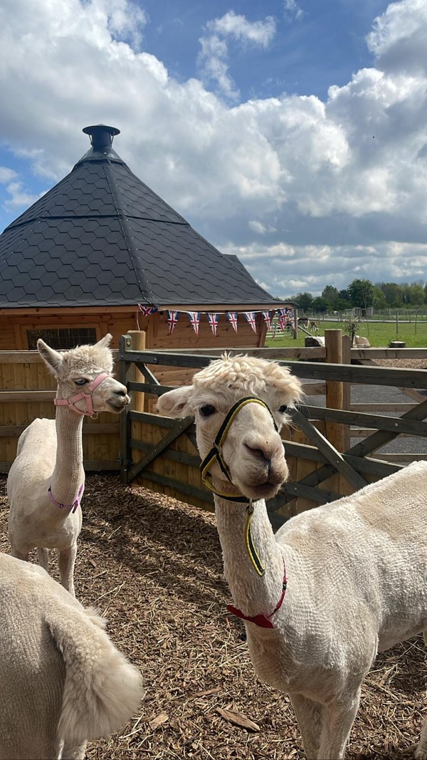 Picture of alpacas