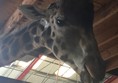 Picture of South Lakes Safari Zoo - Girraffe