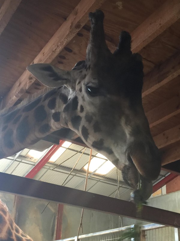 Picture of South Lakes Safari Zoo - Girraffe