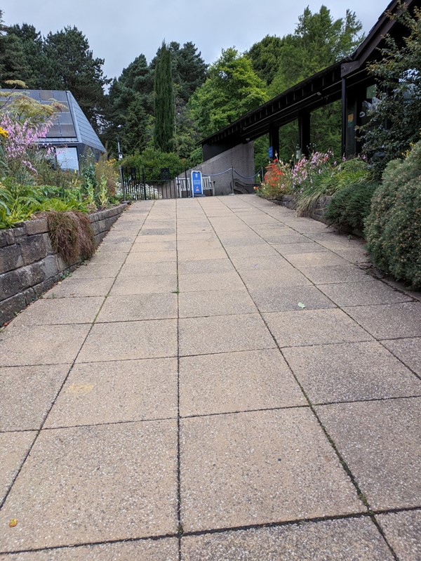 Image of a stone walkway with trees and plants