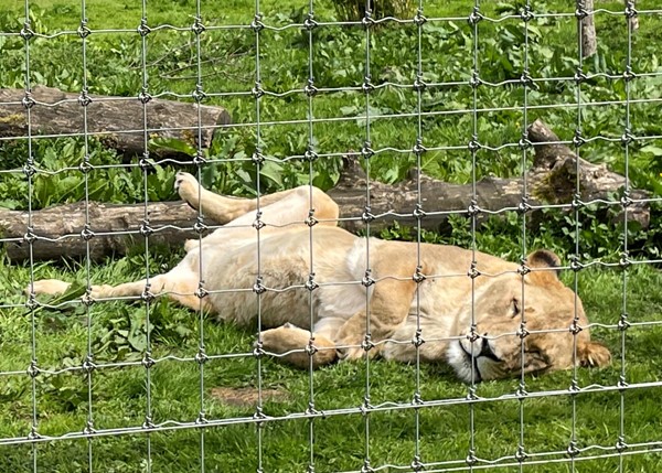 The lions were all lazing around napping