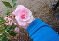 Image of a pink rose