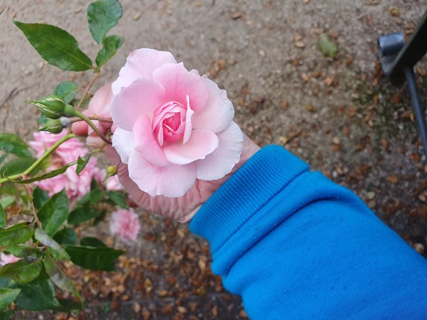 Image of a pink rose