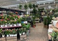 Image of plants in a shop