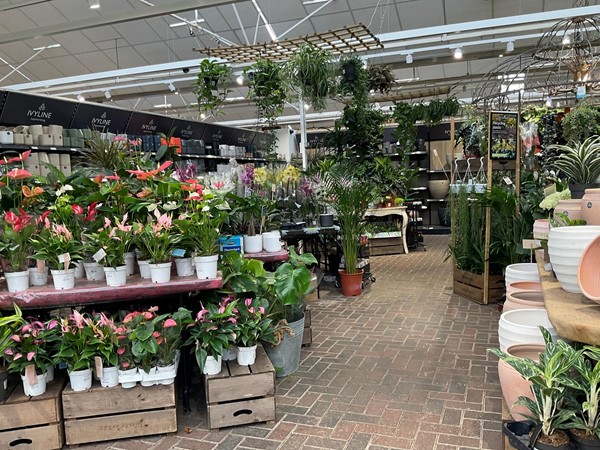 Image of plants in a shop