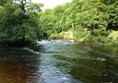 Picture of Strid Wood and the Strid