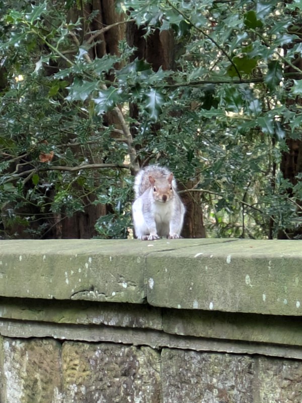 Image of a squirrel at Pittencrieff Park