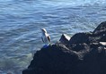 Blue footed booby