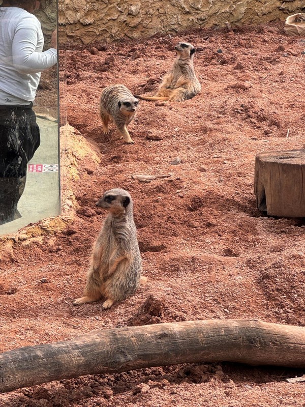 Image of some meerkats