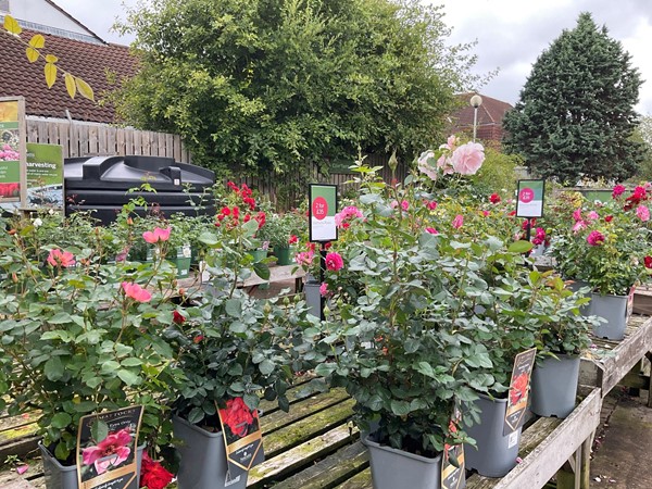 IMage of plants on sale at a garden centre