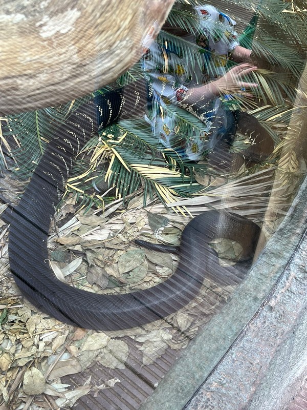 Image of a snake