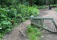 Image of a wheelchair user on a woodland path