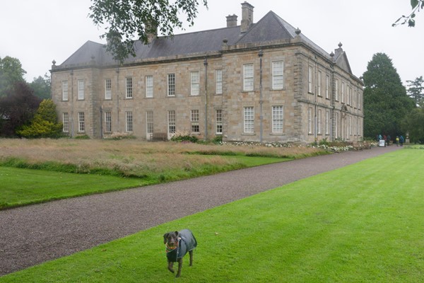 Image of a dog walking on a lawn