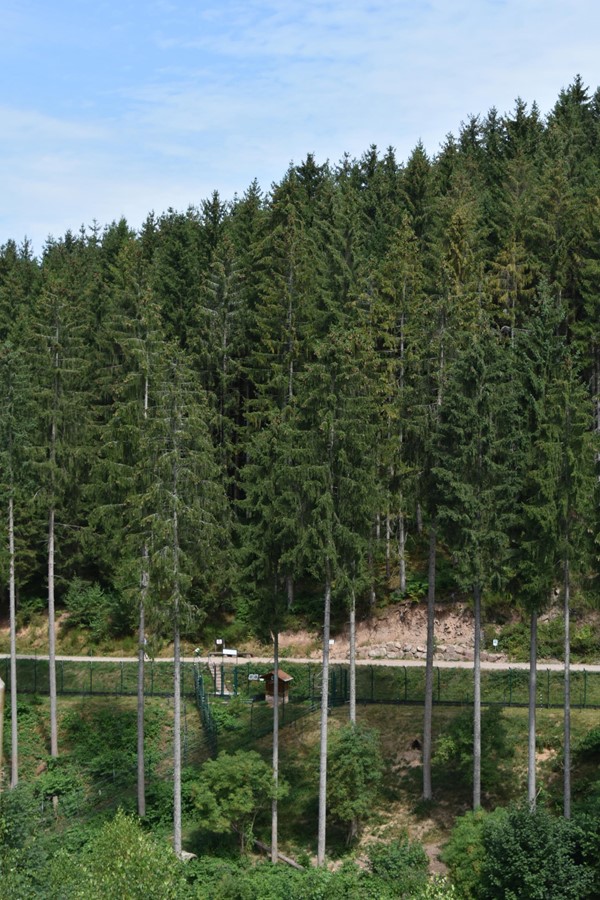 Picture of Alternative Wolf and Bear Park Black Forest, Freudenstadt