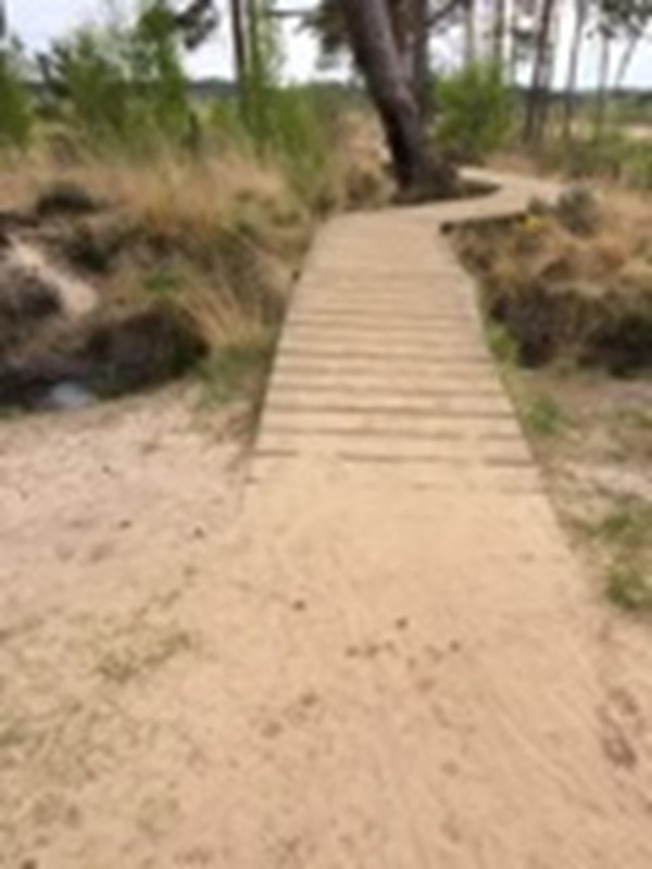 Picture of Thursley National Nature Reserve