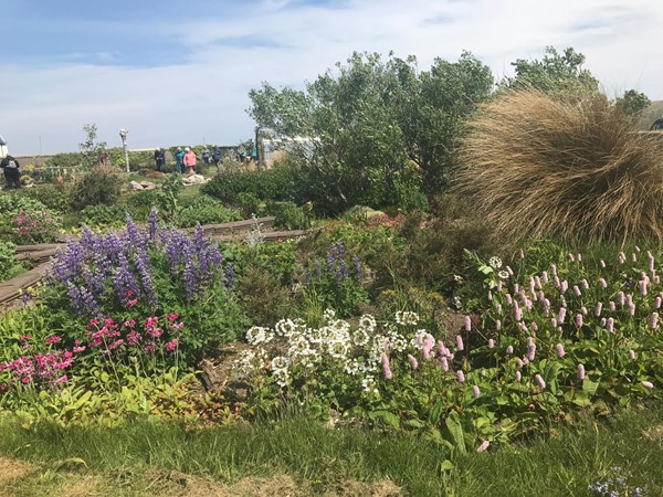 Flowers in garden